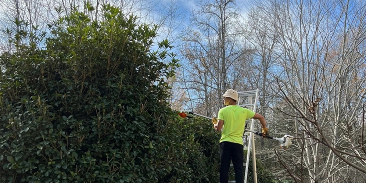 benefits of tree trimming