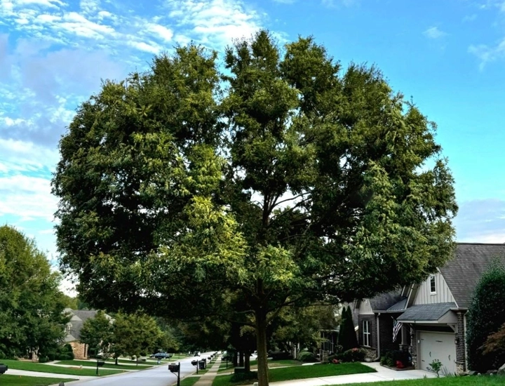 Complete Tree Care Solutions