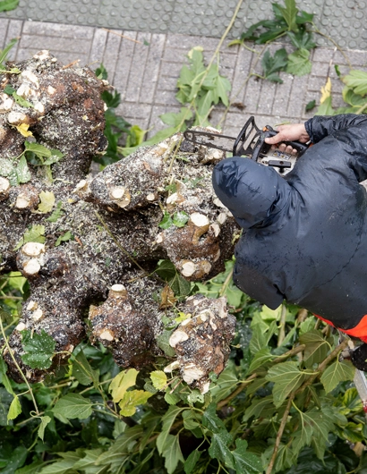 Expert Tree Trimming & Pruning to Perfect Your Ballantyne Estate