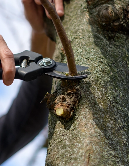 Cultivate Healthy Landscapes