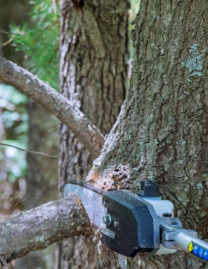Professional Tree Trimming
