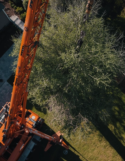 Advanced Crane-Assisted Tree Removal
