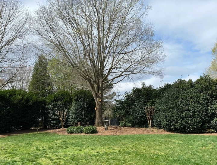 Elite Tree Services for the Prestigious Ballantyne Community