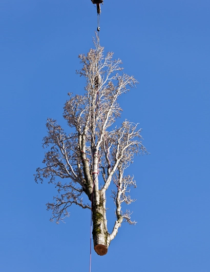 Crane-Assisted Removal Expertise