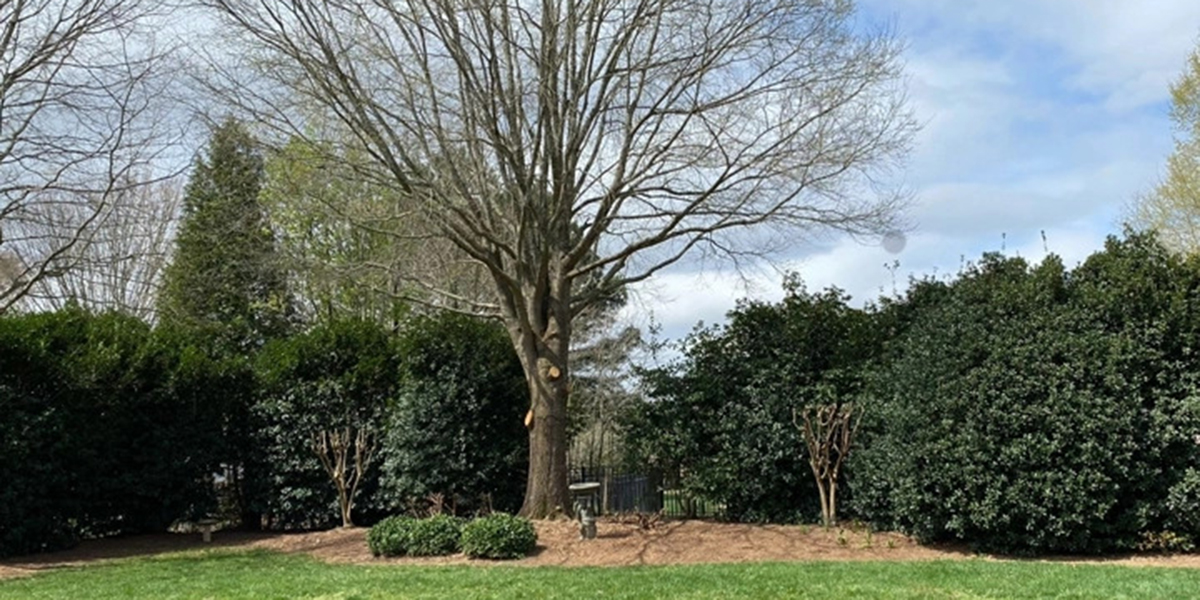 types of tree pruning